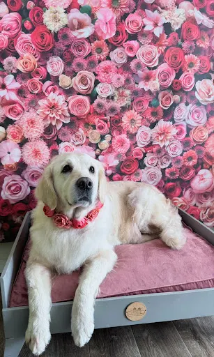 Salon Barber Dog Gniezno